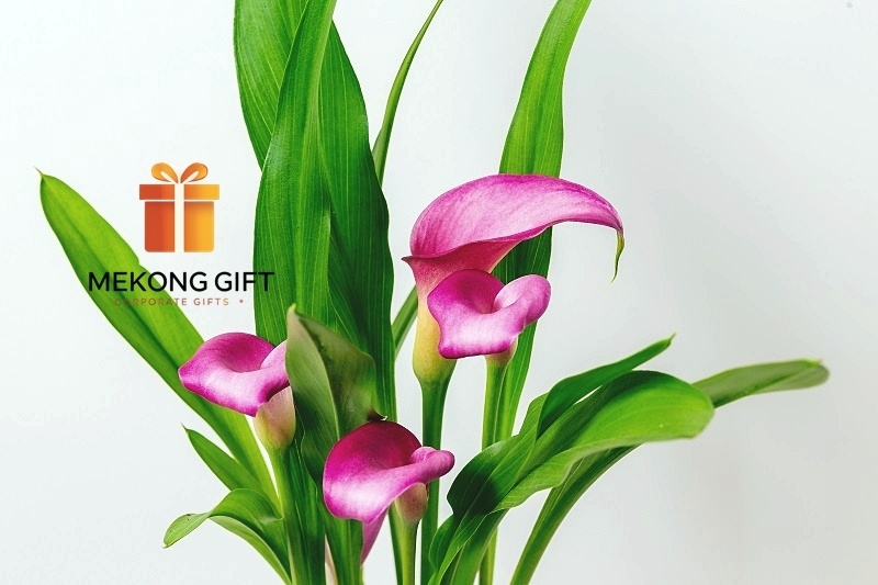 Ngoài loài hoa calla lily màu trắng còn có hoa calla lily màu hồng, co thể dùng chúng ứng dụng rộng rãi trong trang trí